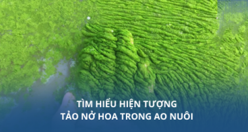Tìm hiểu hiện tượng tảo nở hoa trong ao nuôi